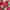 The book is printed on an array of red to pink hues