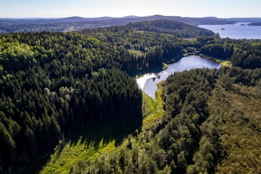 Stora Enso will explore various options for its forest assets